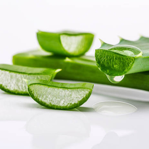 Tranches de plantes d'aloe vera fraîches d'entreprise avec gel naturel pour la beauté et les soins de la peau - Product Image 1