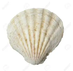 dried scallop shell/ decorative scallop shell from Vietnam / Ms. Nary +84 904183651