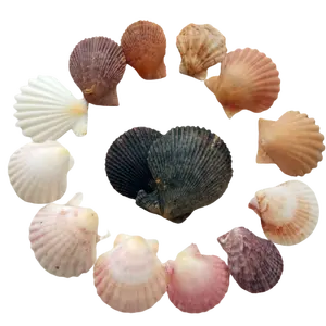 Natuurlijke Grondstof Seashell/Jacobsschelp Shell Uit Vietnam/Ms.Thi Nguyen + 84 988 872 713