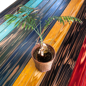 IRODORITAI FLOOR UZUKURI - Piso de Cedro Japonés Sólido Teñido Moderno, Tablas de Madera Natural con Sistema de Encaje Macho y Hembra, Revestimiento Cerámico - Product Image 6