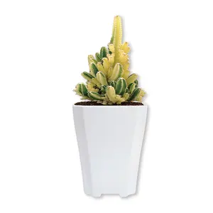 Huis Kantoor Decoratie Drainage Keramische Textuur Lichtgewicht L-191 Vetplant Pot Met Gaten Ontwerp