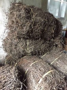 เจลลี่หญ้าดำตากแห้ง-เมโซน่าเฮิร์บ/เหลียงเฟนคาโอ/เมโซน่า chinensis Benth - Vicky + 84 393 1029 - Product Image 3