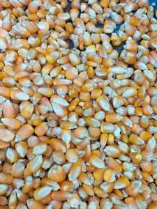 Comida de gluten de maíz amarillo de grado alimenticio a granel 60% proteínas semillas secas estilo para animales ganado cerdos caballos - Product Image 3