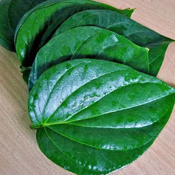 Daun BETEL segar kualitas tinggi untuk mengekspor dari NAM - TERESA + 84971482716