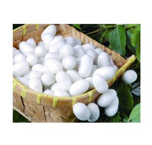 Capullos de Gusano de Seda Naturales al por Mayor - Bola de Gusano de Seda Seca para el Cuidado de la Piel al Precio Más Bajo de Vietnam// Rachel: +84896436456 - Product Image 1