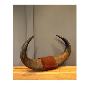 Corne de buffle 100% de haute qualité, paire de cornes, matière première brute, pour décoration murale et support en bois, à vendre - Product Image 2