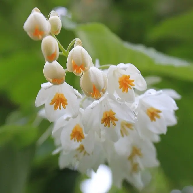 Looking for Organic Farmed Styrax Benzoin Essential Oil? Available Here in Bulk