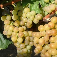 Graines de raisin biologique de mars 8% frais et humides