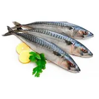 Premium Frozen Mackerel Fish, Bulk Seafood