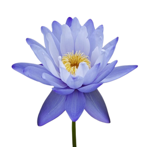Best Selling Blue Louts Absolute <b>Oil</b> Pure Extract for Perfume and Bath Manufactured in India on Sale - Product Image 3