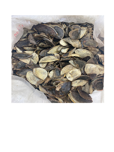 เปลือกหอยมูเร็กซ์แห้งจากเวียดนาม - Product Image 2