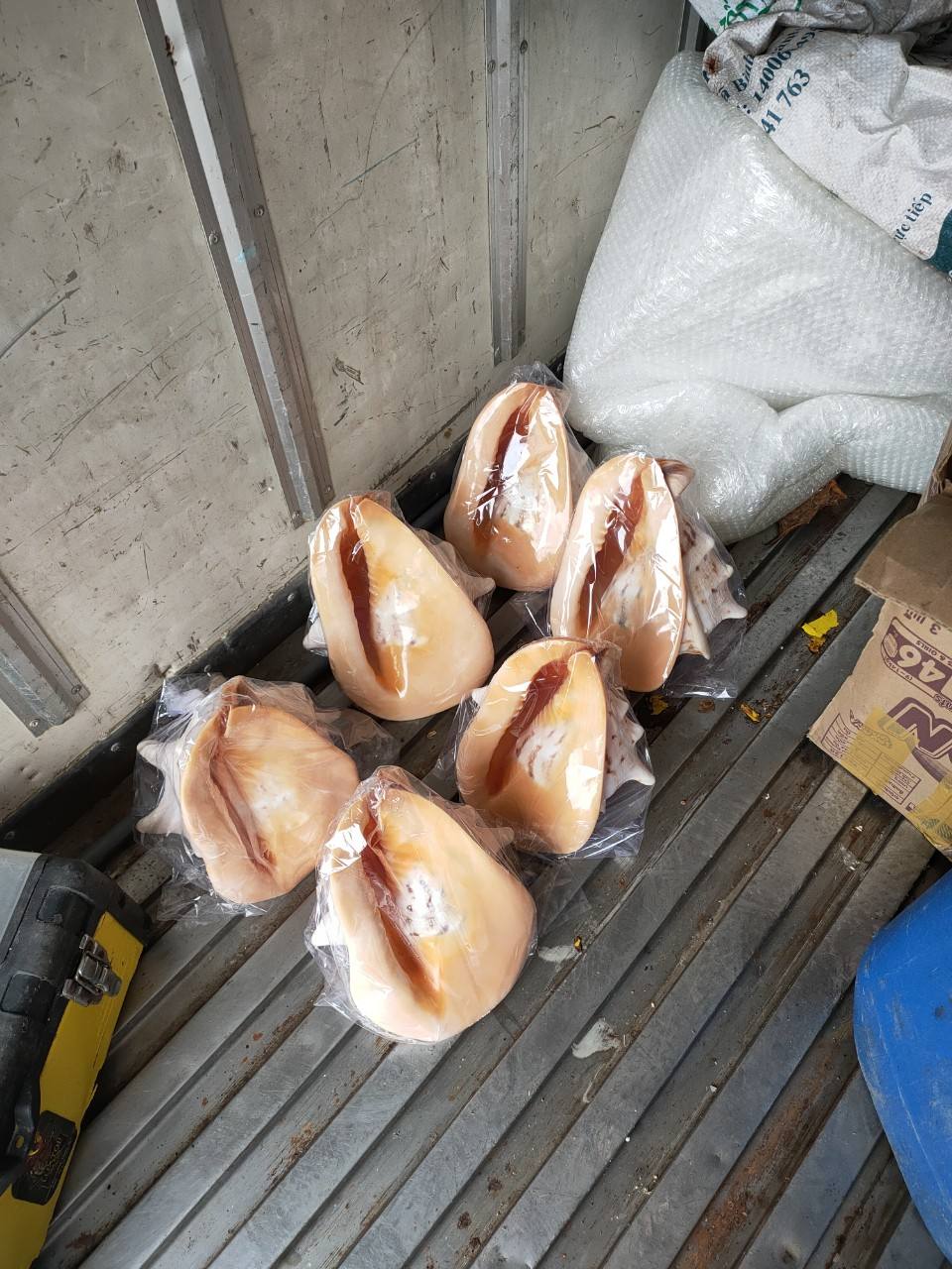 เปลือกหอยหมวกกันน็อคสีทอง