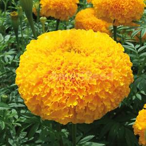 Caléndula y caléndula hidrosol vapor destilado GMP certificado materia prima de flores - Product Image 2