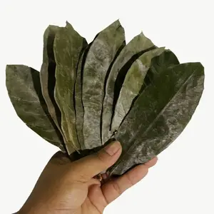 NATURAL DRIED SOURSOP LEAF//GRAVIOLA // MS JENNIE