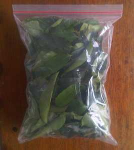 GRAVIOLA SECA DE LA MEJOR CALIDAD/HOJA DE URENTA DE VIETNAM/Sr. Kevin - Product Image 5