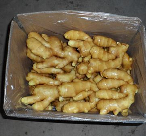 Gingembre frais, gingembre prêt à exporter et fourni en 40 conteneurs frigorifiques, style jaune - Product Image 4