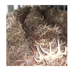 กวางเขากวางสีแดงเกรดสูง - Product Image 1