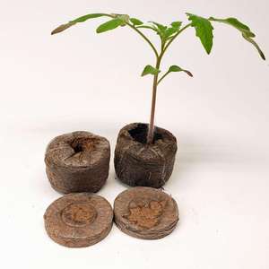 Granos de coco natural para semillas de guardería, peines de coco, precio de fábrica de Vietnam más bajo - Product Image 1