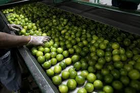 VENTA CALIENTE EN VIETNAM Limas Frescas Sin Semillas/Lima Fresca/Limón Verde Fresco Sin Semillas de Vietnam //Rachel:+84896436456 - Product Image 3