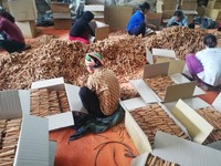 Bâton de cannelle de haute qualité / Poudre de cannelle ou cassée, huile / cigarette, cannelle fendue du Vietnam / Shyn Tran +84382089109