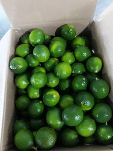 Jennie + 84 358485581, limón verde sin semillas, fresca, alta calidad, de VIETNAM - Product Image 5