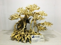 Hot Deal Accessoires de décoration d'aquarium naturel Bonsai Driftwood du Vietnam pour les grossistes