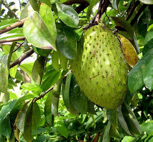 ATTRACTIVE FRESH SOURSOP WITH VERY COMPETITIVE PRICE - AXEL + 84 38 776 0892 - Product Image 5