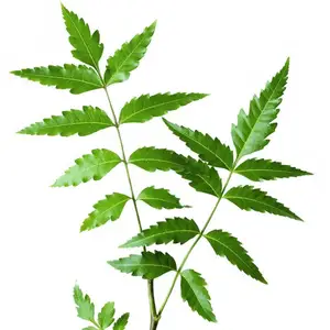 Polvo De hojas De Neem, hoja De Margosa De árbol Margosa India