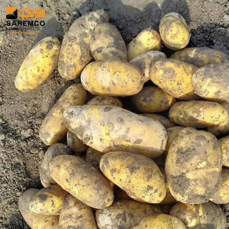 טרי הולנד תפוחי אדמה/זהב ארוך צורת תפוחי האדמה פקיסטן