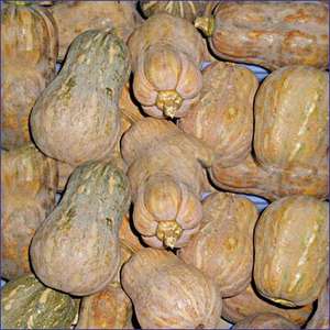 Chips de citrouille bio FRESH PUMPKIN de la meilleure qualité au Vietnam - Product Image 5