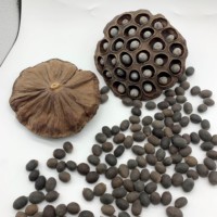 Graine de lotus rôtie savoureuse naturelle de qualité alimentaire Graines de fleurs cultivées au Vietnam