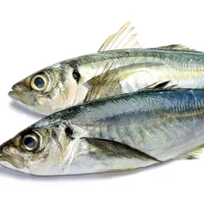 Frozen Seafood Importers / Exporters For Pacific Mackerel Fish Market Sale