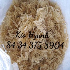 Musgo de mar, producto de allthy de Vietnam/Ms KIO HUYNH + 84 375 de 8904 - Product Image 5