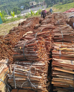 พืชใหม่ในปี2021 CASSIA (ทั้ง/หัก/บุหรี่) จากเวียดนาม/ลอร่า + 84 896611913 - Product Image 1