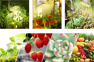 Kapalı LED bitki büyümek şerit ışıklar 5050 SMD 16.4ft su geçirmez şerit ışık ile 12V adaptör sera hidroponik için - Product Image 5