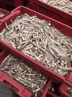 Anchois/Sardines Congelés BQF Entiers Naturels en Vrac du Vietnam – Prix Compétitif pour le Marché Africain – Grade A 5-7cm