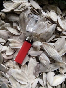 Hueso de Sepia Natural Premium de Vietnam |   Suplemento de Calcio para Aves |   Grado para Mascotas y Acuicultura - Product Image 3