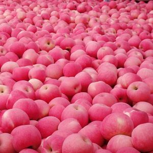 Pommes Fuji Gala Red Delicious de qualité supérieure, biologiques, grade A, origine Shaanxi, fraîchement cueillies et soignées, en vente - Product Image 1