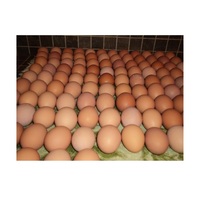 Blanc d'œuf frais de poulet de table, taille 40g-50g-60g-65g-70g