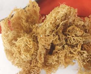 Musgo Irlandés Seco Premium 100% Natural, Espárragos Secos Sin Sal para Consumo Alimentario - Product Image 3