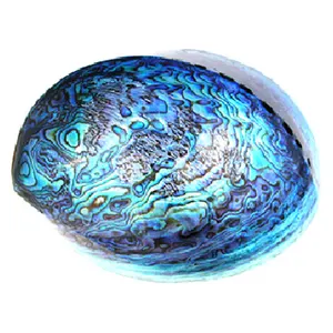 热销天然鲍鱼壳装饰-蓝色，白色新西兰鲍鱼-越南天然贝壳 + 84 587 176 063