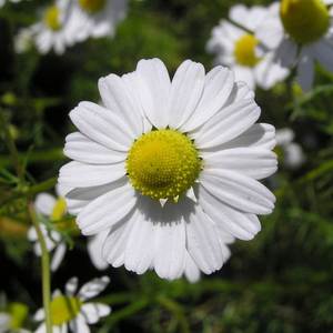 Hydrolat de Camomille Allemande 100% Pur Liquide pour le Visage et la Peau – Vente en Gros, Fournisseur en Vrac, Marque Privée, Fabriqué à partir de Fleurs, Certifié BPF, Stérilisé à la Vapeur - Product Image 6