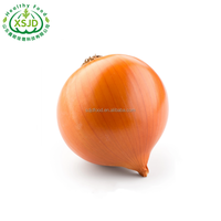 Cipolle fresche oro giallo stile organico