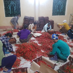 Chiles Rojos Orgánicos Congelados sin Tallo, Frescos, 24 Bolsas de 150 Gramos por Caja, Envasados al Vacío, Sabor Picante, Directo de la Agricultura de Vietnam - Product Image 6