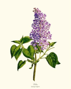 Toallas de Cocina de Alta Calidad, Toallas de Tela de Algodón para Cocina - Product Image 3