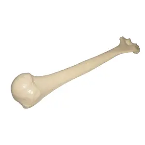 Modelo de entrenamiento ortopédico, Humerus, espuma sólida