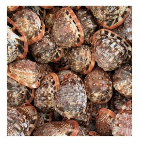 เปลือกหอยเวียดนาม-เปลือกหอยธรรมชาติ-เปลือกหอยสำหรับงานหัตถกรรม - Product Image 1