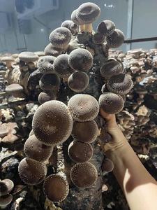 BEST SELLER VIETNAM MUSHROOMS Ms Laura - Product Image 5