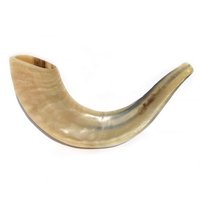Shofar de Cuerno de Carnero Estilo Religioso al por Mayor, Pulido a Mano, Hecho en India, Calidad Natural, Artesanía de 9 a 12 Pulgadas