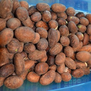 เมล็ดโกโก้คุณภาพดีที่สุด - เมล็ดโกโก้ (Cola Acuminata) ขายเมล็ดโกโก้ - Product Image 6